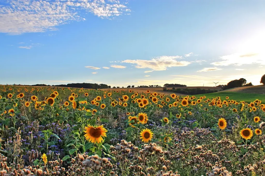 Klimaat Eifel: Ontdek het weer en de beste reistijd