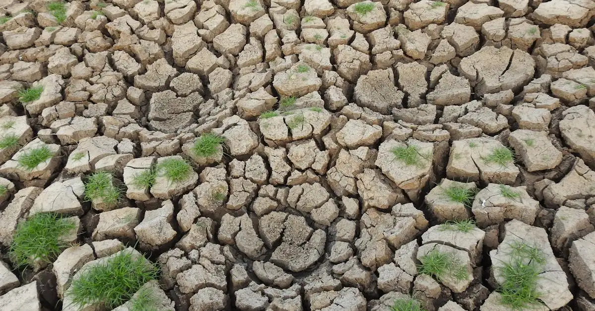 Klimaatverandering en biodiversiteit: de impact en